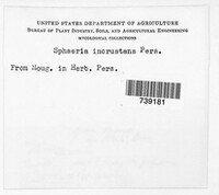 Sphaeria incrustans image